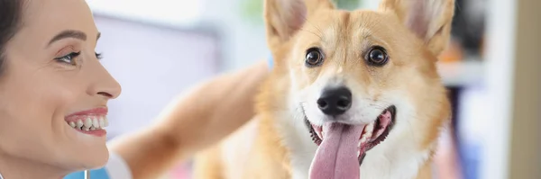 Mulher veterinária ouvir com estetoscópio para cão pedigree com língua saliente — Fotografia de Stock
