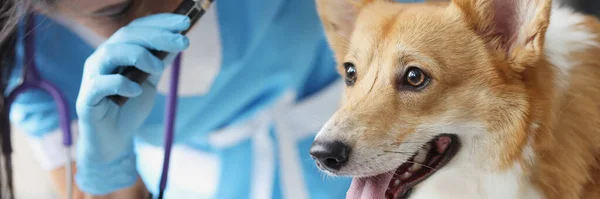 Женщина-ветеринар смотрит на ухо чистокровной собаки с отоскопом в клинике — стоковое фото
