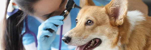 Orvos állatorvos vizsgálata fül beteg kutya otoszkóppal klinikán — Stock Fotó