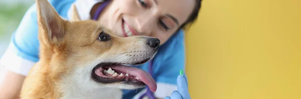 Doctor veterinarian holding green capsule of medication in front of dog at clinic — Stock Photo, Image