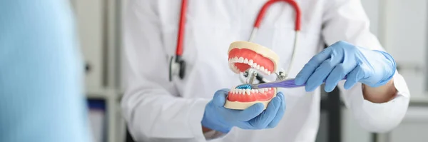 A fogorvos bemutatja az állkapocs modelljét, és leckét ad arról, hogyan kell megfelelően ápolni a fogakat és a szájüreget — Stock Fotó