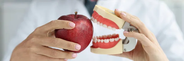 Dentist doctor holds artificial jaw and apple closeup — Stock Photo, Image