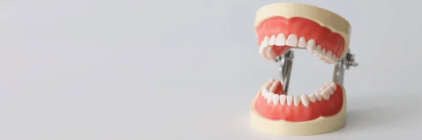 아름다운 직선 치아를 가진 개방 된 인공 턱 — 스톡 사진