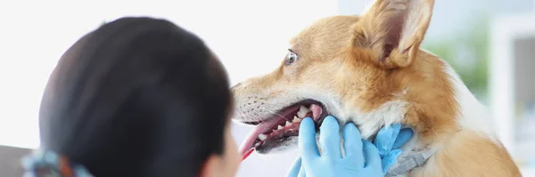 Médico veterinario en guantes que llevan a cabo el examen médico de los dientes de perro — Foto de Stock