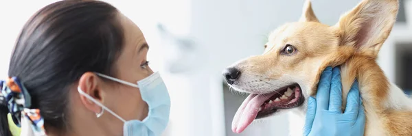 Mulher médico veterinário com máscara médica realiza exame físico da mandíbula do cão — Fotografia de Stock