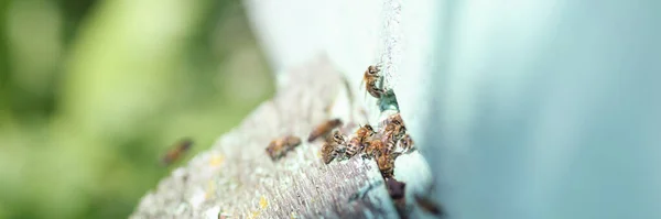 Muchas abejas vuelan al primer plano de la casa de las abejas — Foto de Stock