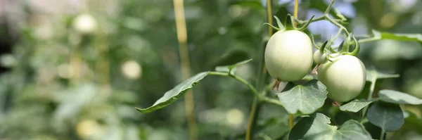 Çiftlikte sıra dışı yapraklı yeşil domatesler. — Stok fotoğraf