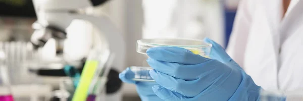 Químico cientista em luvas de borracha abrindo placa de Petri em close-up laboratório — Fotografia de Stock