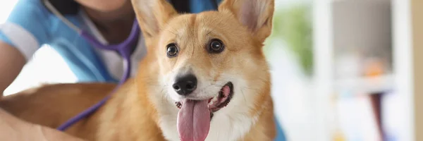 Gülümseyen kadın veteriner doktor tıbbi randevuda steteskopla köpeği dinler. — Stok fotoğraf