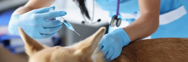 Veterinär ger injektion av medicin till hund på kliniken närbild — Stockfoto