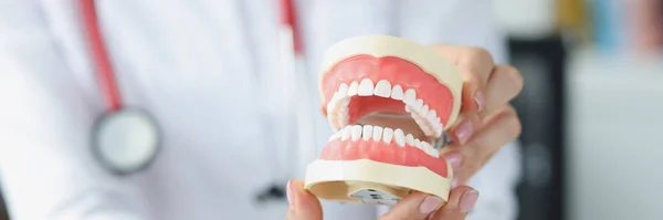 Woman dentist holding artificial jaw in her hands in clinic closeup — Stock Photo, Image
