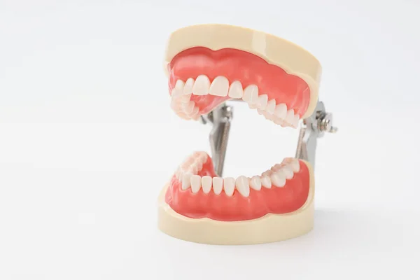 Plastic model of an open jaw on a white background — Stock Photo, Image