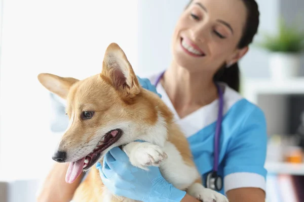 Mosolygó női állatorvos tartja kutya állatorvosi klinikán — Stock Fotó