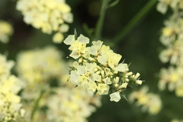 庭で育つ白い美しい花をクローズアップ — ストック写真