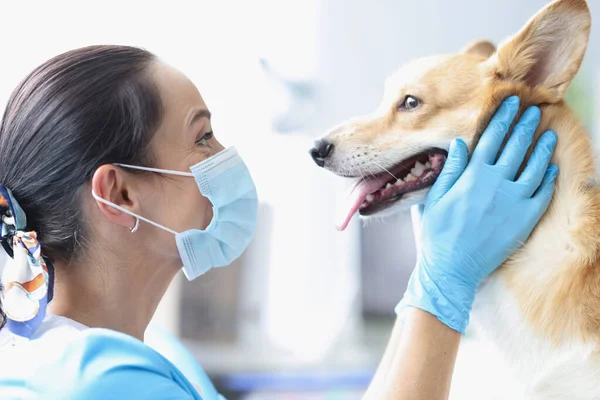 Dierenarts in masker voert medisch onderzoek van de hond — Stockfoto