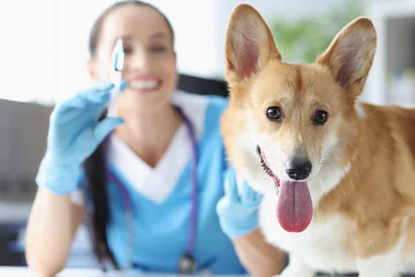 Ветеринар тримає шприц з вакциною та ліками поруч із собакою — стокове фото