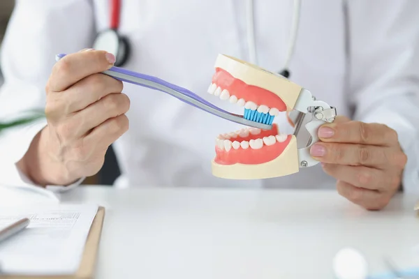 A fogorvos mesterséges állkapcsot és fogkefét tart. — Stock Fotó