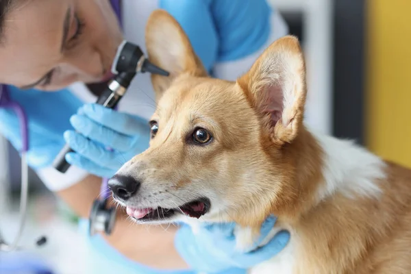 Médico veterinario escucha oreja de perro con un otoscopio en clínica veterinaria — Foto de Stock