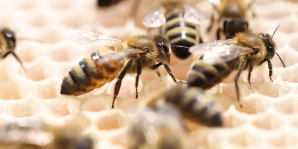 Abeille abeille miel colonie nid d'abeille gros plan. Ruche d'abeilles Eco nature — Photo