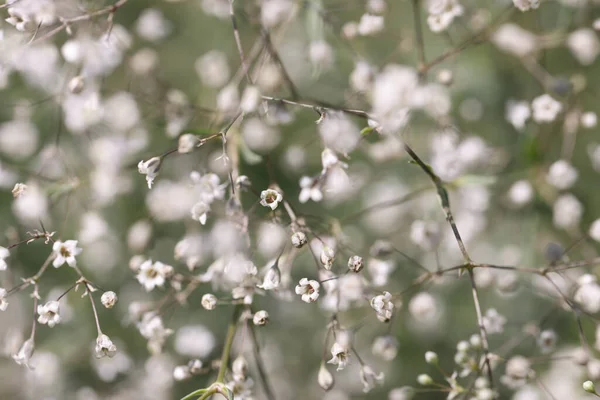 春に花を咲かせます。白い花で美しい木を咲かせます — ストック写真