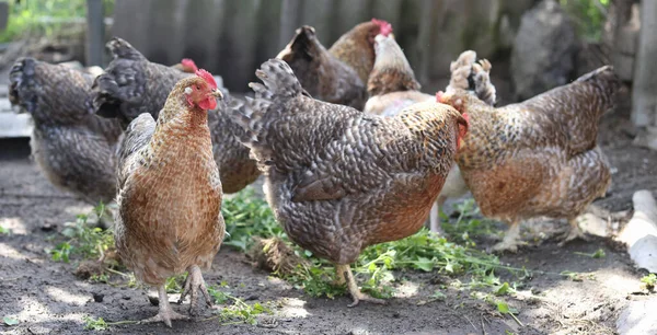Rooster and hens on paddock farm closeup — Stock Photo, Image