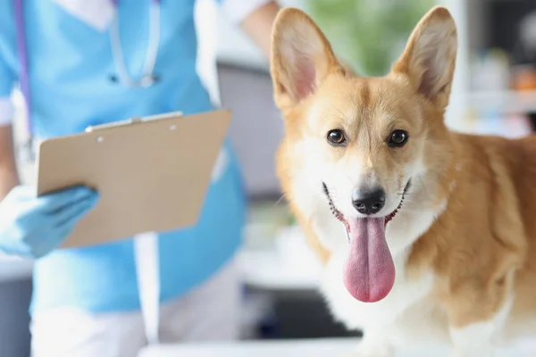 Veterinário realiza exame médico do cão na clínica veterinária — Fotografia de Stock