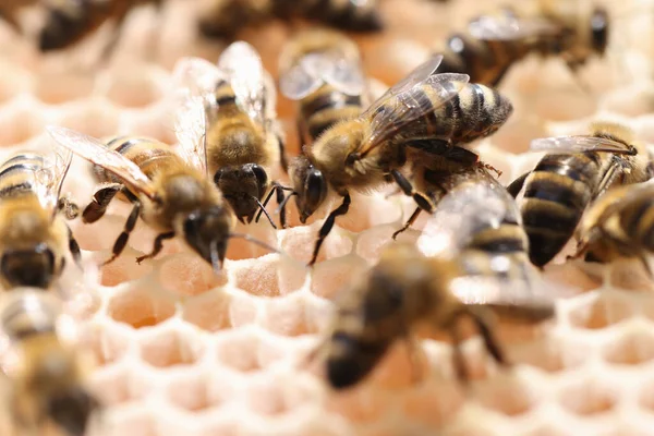 Le api in un alveare a nido d'ape lavorano insieme nel bel mezzo della giornata — Foto Stock