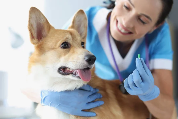 Doktor veteriner köpeğinin yanında hap tutuyor. — Stok fotoğraf