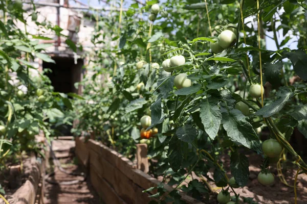 Ramo de tomates verdes madurando en invernadero moderno —  Fotos de Stock