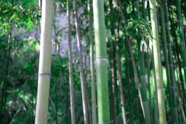 Gröna stammar av tropiska växter bambu bakgrund närbild — Stockfoto