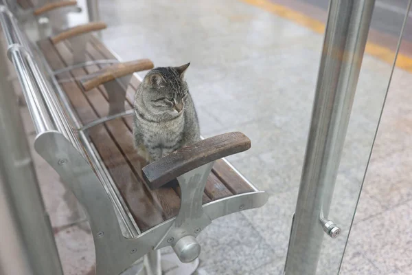 Lonely cat sits on benches in city — ストック写真