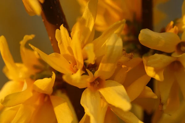 満開の黄色の水仙の花の花束を閉じる — ストック写真