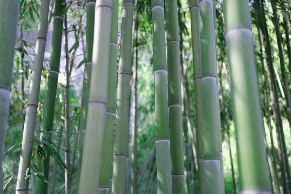 Unique green tropical environment with bamboo trees — Stock Photo, Image
