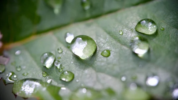 Крапля води на зеленому листі крупним планом макрос — стокове фото