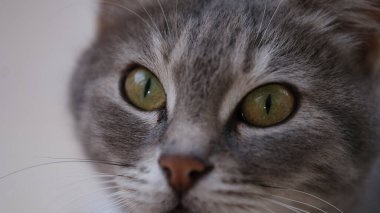 Güzel yeşil gözlü gri kedi ağızlığı.