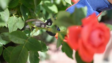 Bahçıvan bahçede budanmış budanmış gül kesiyor.