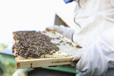 Koruyucu kıyafetli arı yetiştiricisi arılarla bal peteği tutuyor.
