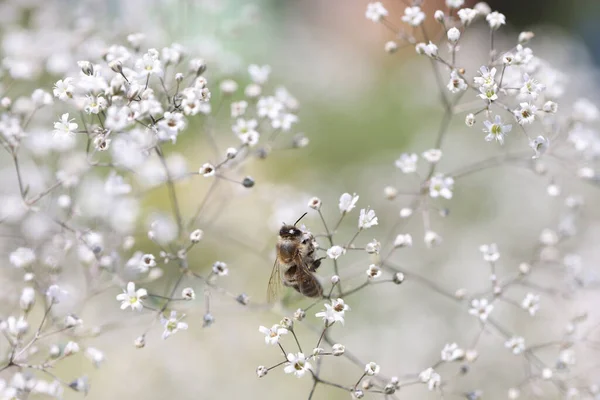 野生のジプシーの花の抽象的背景蜂 — ストック写真
