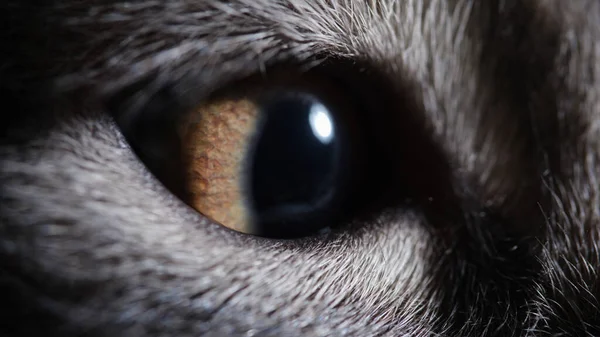 Closeup of green brown eye of gray kitten