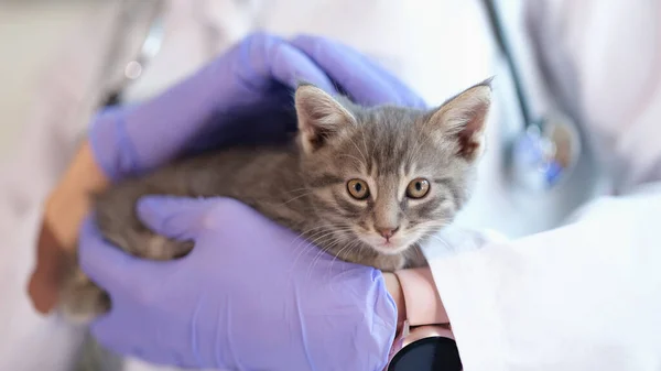Lékař veterinární lékař udržuje malé koťátko a lékařské služby — Stock fotografie