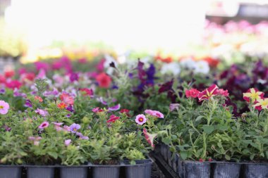 Çiçek pazarında parlak çiçekler ve bitkiler.