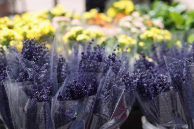 Piyasada taze kokulu mor lavantalar