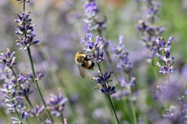 Lavanta çiçeği tarlalarında ya da lavandula angustifolia 'da arıya yakın çekim. Pastel renklerde lavanta çiçekleri. Çiçek açan, Fransız romantizmi. Doğa manzarası kavramı