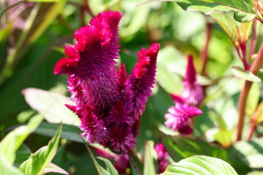Çin horozu yünü çiçeği ya da güzel burgundy çiçeği, celosia argentea. Cristata Şefi Carmine, Parlak çiçekleri olan yemyeşil bitki