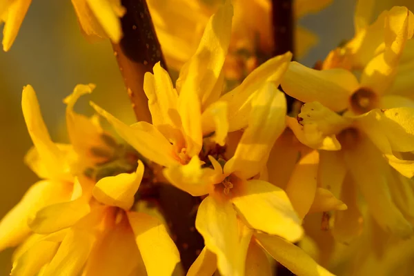 春に黄色い花を咲かせ 明るい花を咲かせます 夏時間の概念 — ストック写真