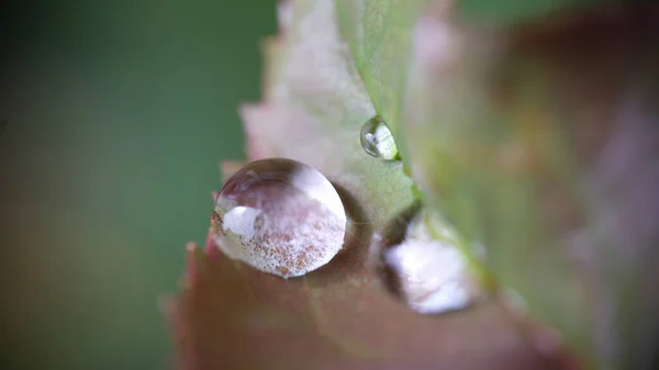 Gros Plan Des Gouttes Pluie Rosée Sur Les Feuilles Automne — Photo