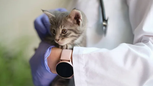 手に小さな子猫を持つ女性獣医師のクローズアップ 獣医クリニックでの猫の健康診断と獣医学の概念 — ストック写真