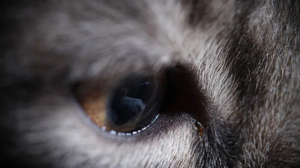 Κοντινό Πλάνο Του Ωραίου Ριγέ Γκρι Ρύγχους Γάτας Πράσινα Μάτια — Φωτογραφία Αρχείου