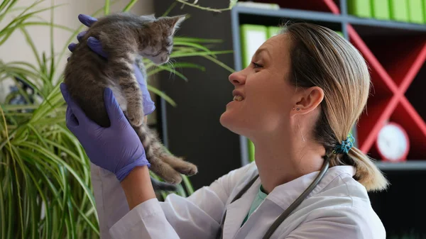 笑顔の女性獣医師のクローズアップ小さな灰色の子猫を保持します 獣医クリニックでの猫の健康診断と獣医学の概念 — ストック写真