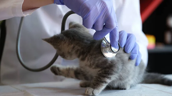 Detailní Záběr Ženského Veterináře Vyšetřujícího Koťátko Stetoskopem Lékařské Vyšetření Kočky — Stock fotografie